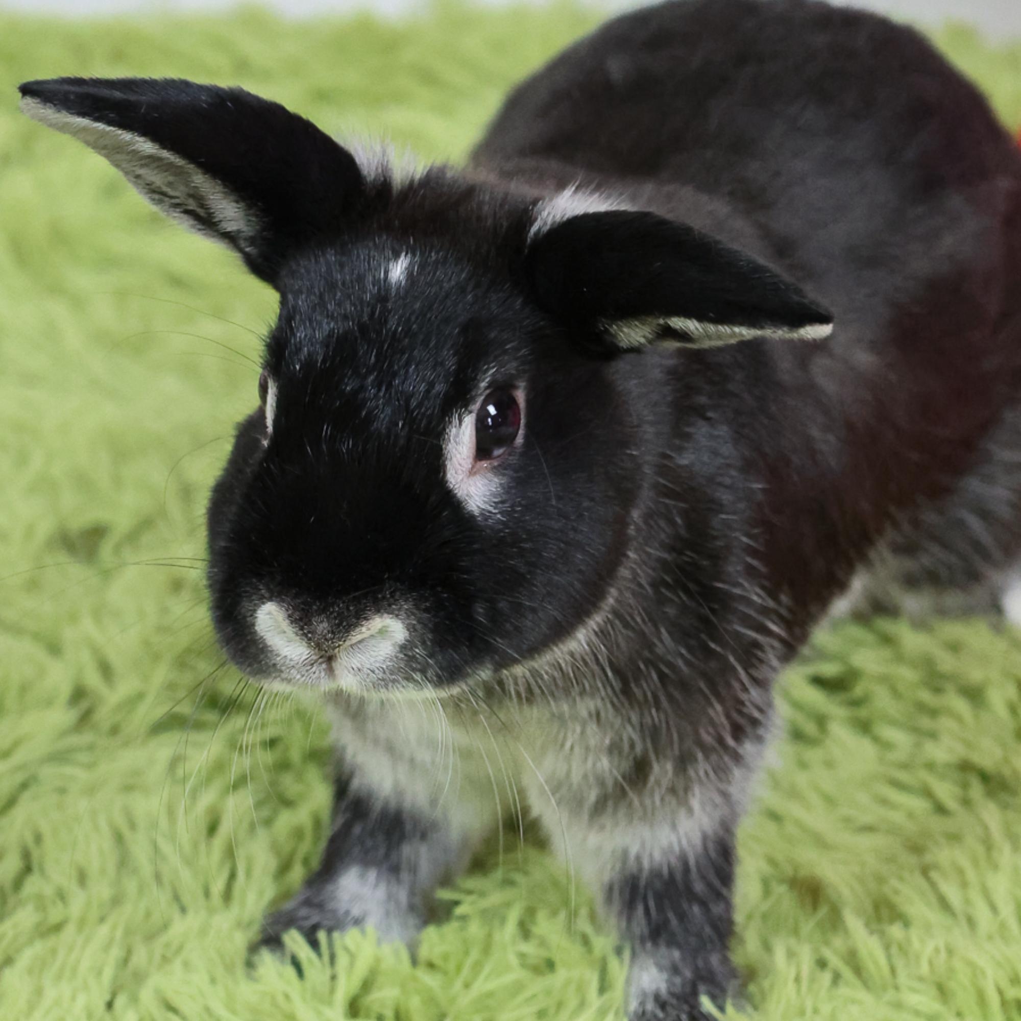 Pea, ADOPTABLE, Adult Female Bunny Rabbit.