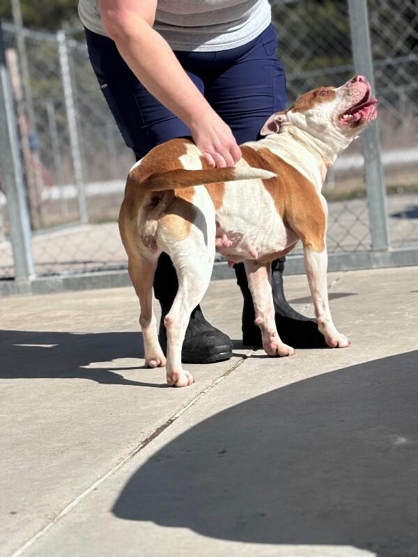 Enlarge Piglet, a Adoptable Pit Bull Terrier in Burgaw, NC image 1/6