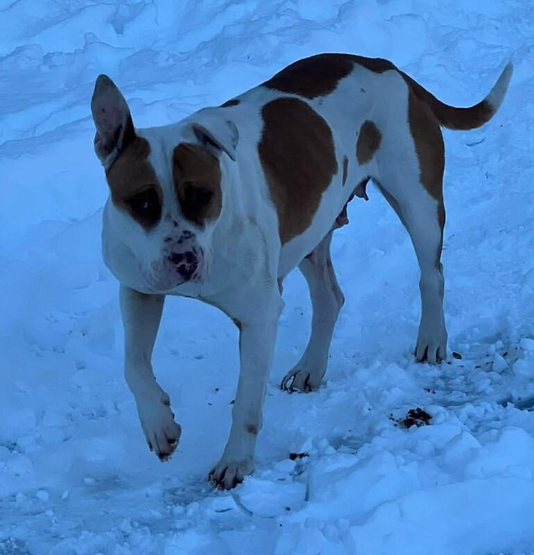 Enlarge Piglet, a Adoptable Pit Bull Terrier in Burgaw, NC image 2/6