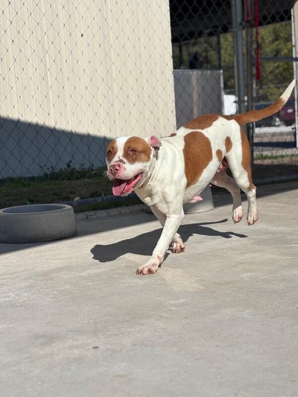 Enlarge Piglet, a Adoptable Pit Bull Terrier in Burgaw, NC image 3/6