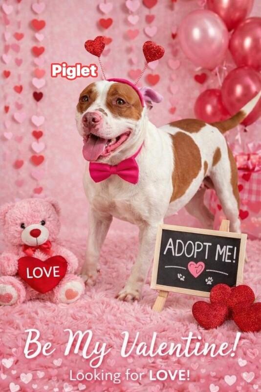 Enlarge Piglet, a Adoptable Pit Bull Terrier in Burgaw, NC image 4/6