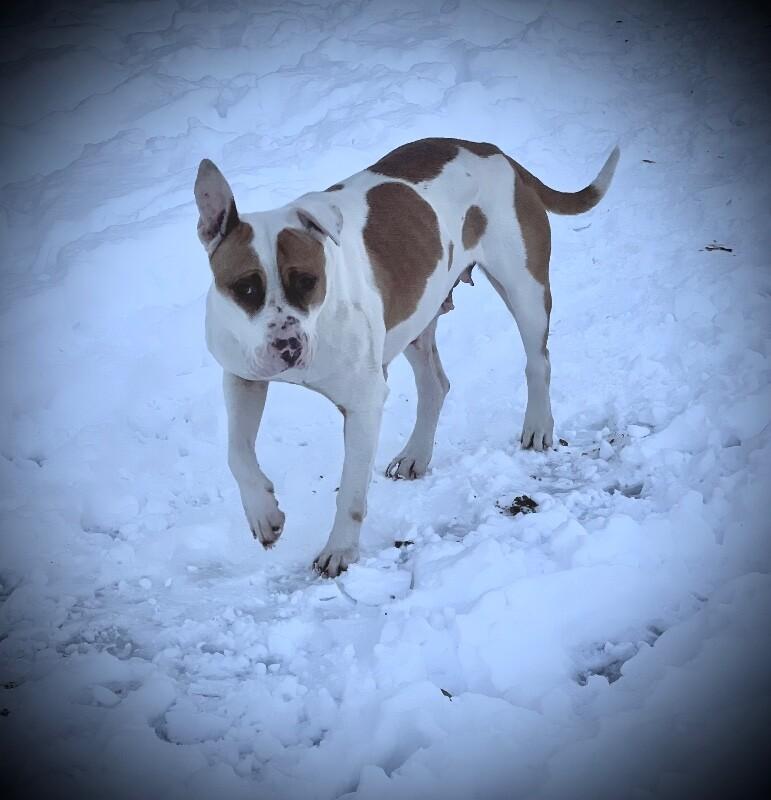Enlarge Piglet, a Adoptable Pit Bull Terrier in Burgaw, NC image 5/6
