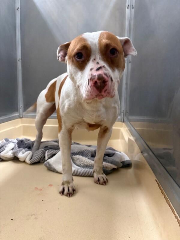 Piglet, a Adoptable Pit Bull Terrier in Burgaw, NC image 3/3