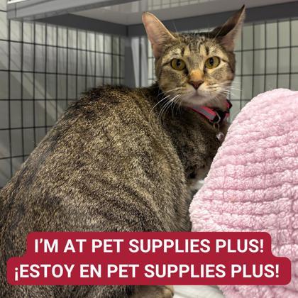 Halloweentown — thumbnail 2