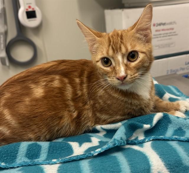 SANSA STARK, Adoptable, Kitten Female Domestic Short Hair.