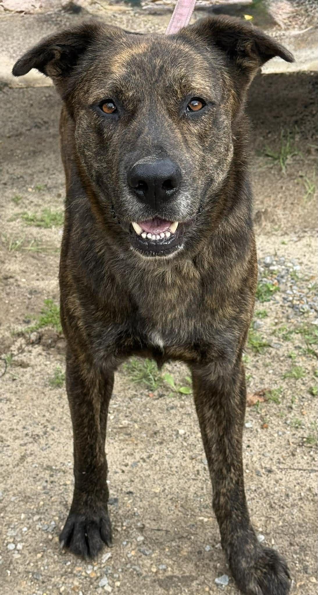 Sparky, adopted, Young Male Dutch Shepherd.