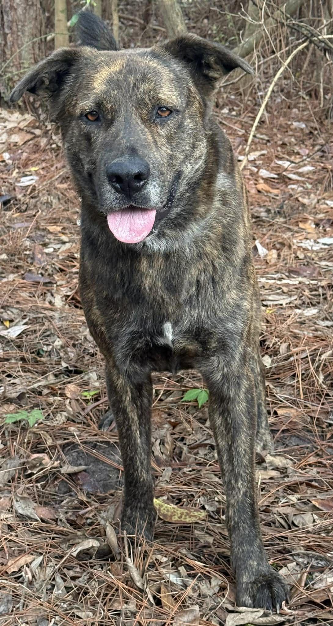 Enlarge Sparky, an adopted mixed breed in Ocean Springs, MS image 4/5