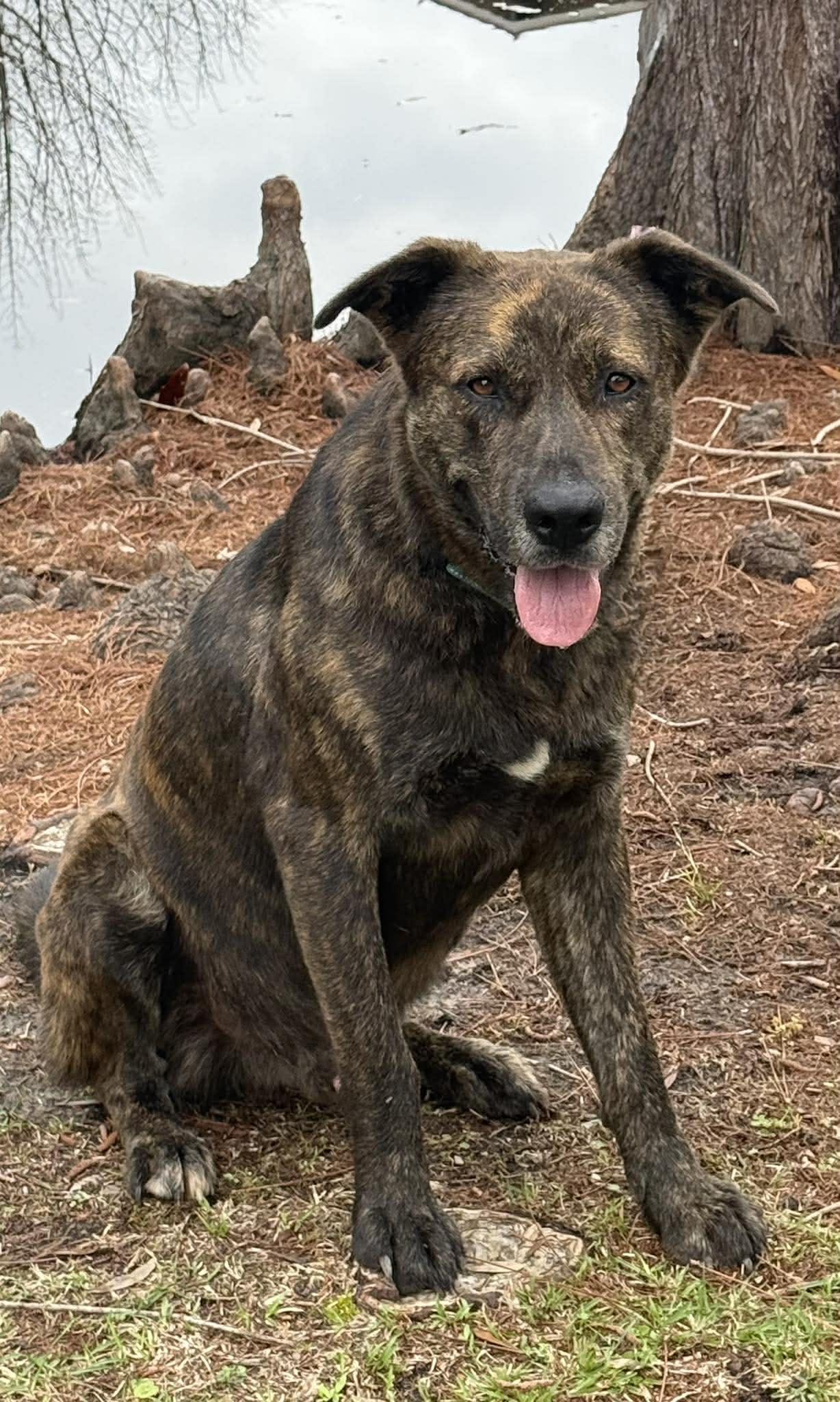 Enlarge Sparky, an adopted mixed breed in Ocean Springs, MS image 2/5