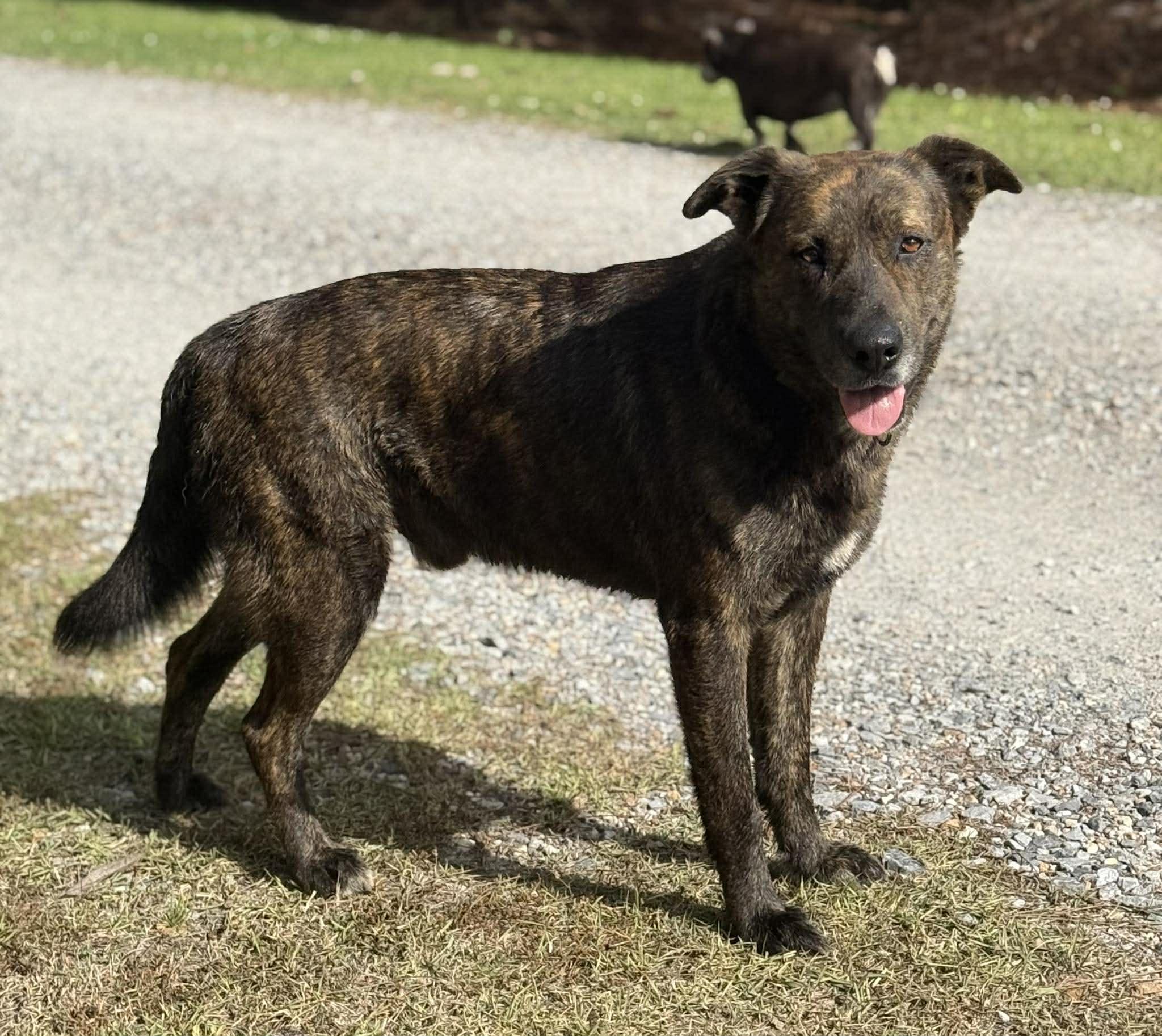 Enlarge Sparky, an adopted mixed breed in Ocean Springs, MS image 3/5