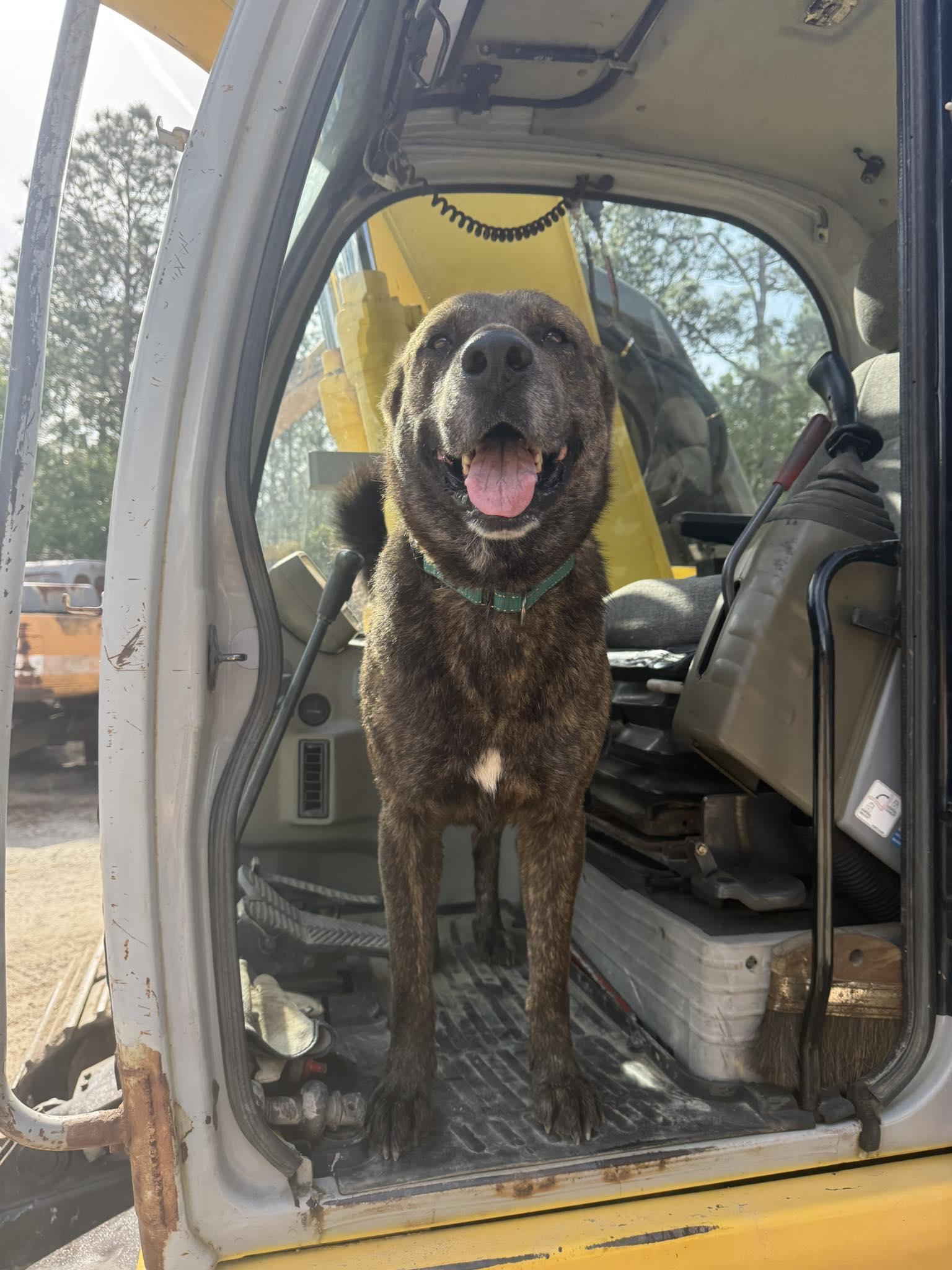 Enlarge Sparky, an adopted mixed breed in Ocean Springs, MS image 5/5