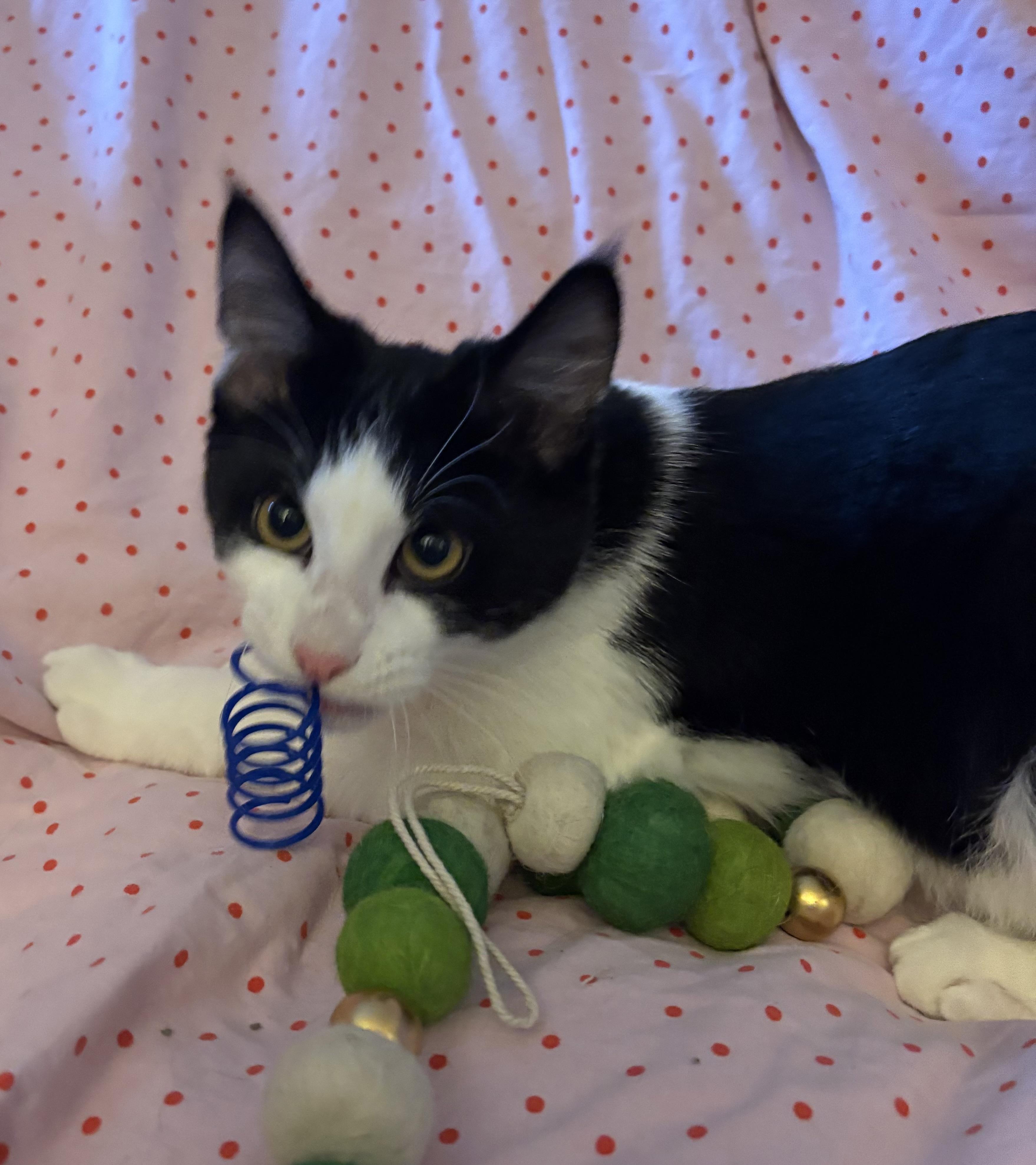 Enlarge Asiago, a Adoptable Domestic Short Hair in Janesville , WI image 3/3