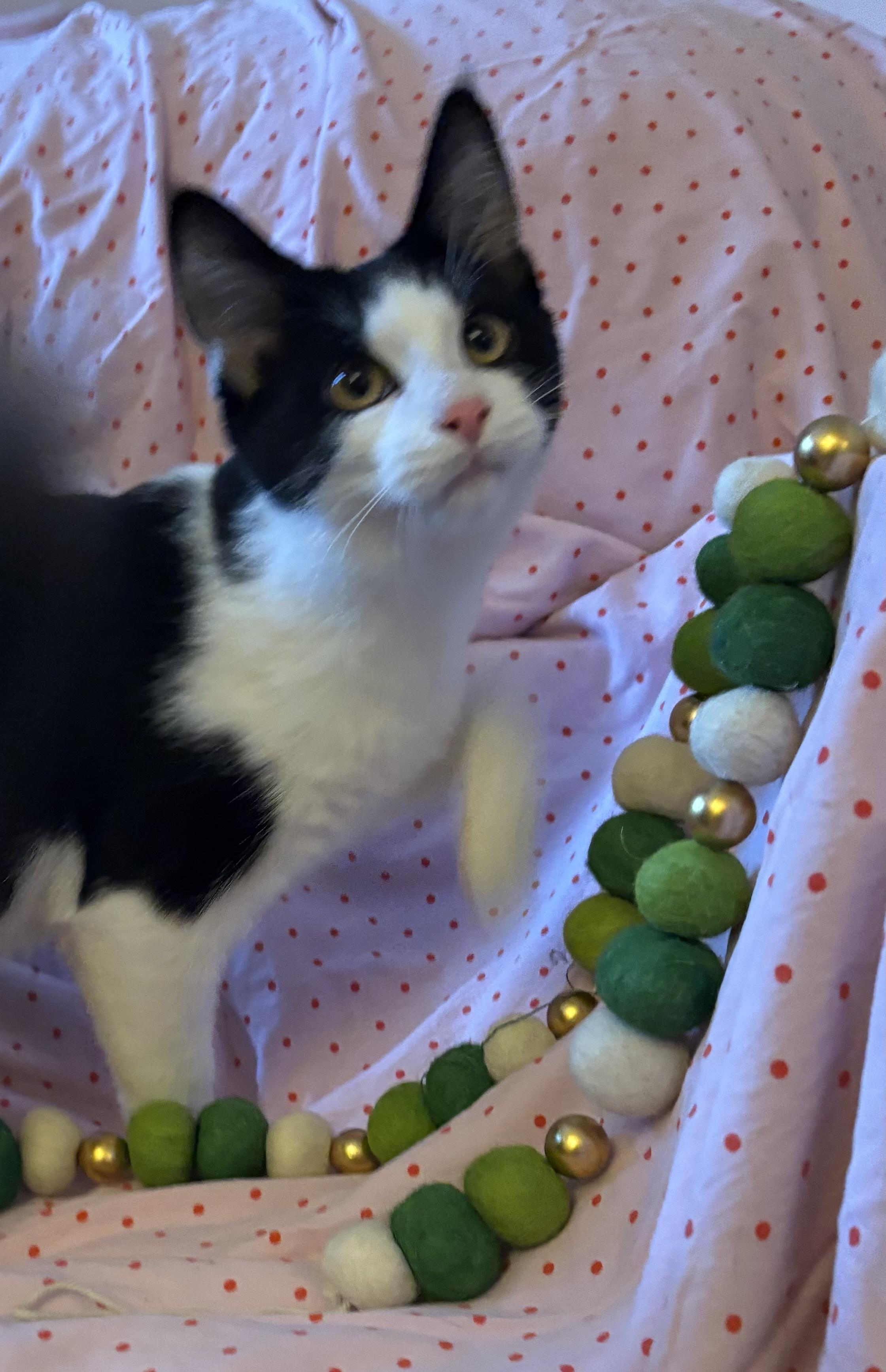 Enlarge Asiago, a Adoptable Domestic Short Hair in Janesville , WI image 2/3