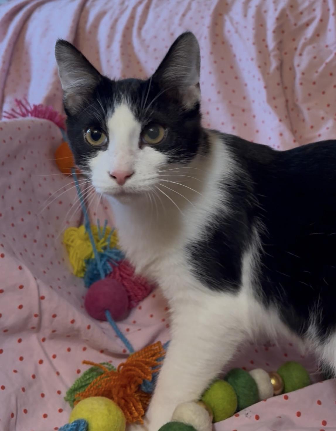 Asiago, Adoptable, Kitten Male Domestic Short Hair.