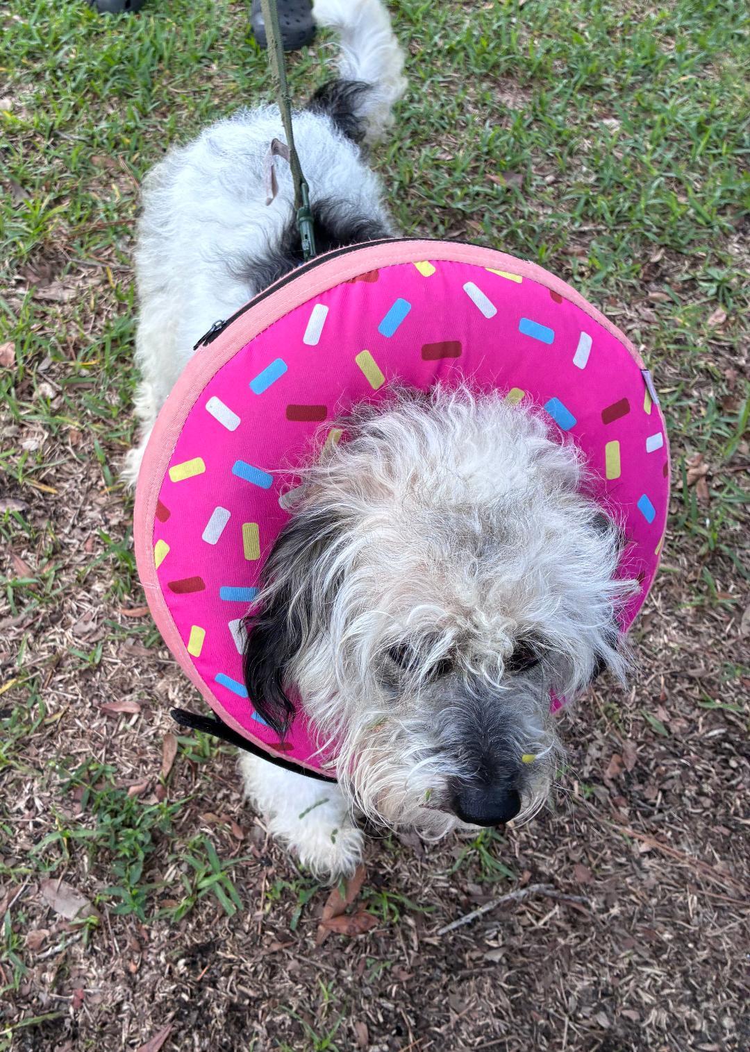 Marcello, a Adoptable Mixed Breed in Ruskin, FL image 2/2