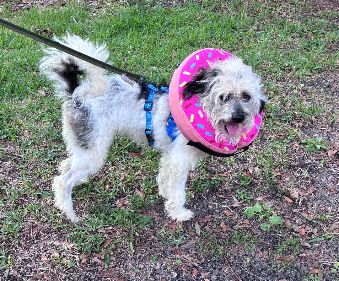 Marcello, Adoptable, Young Male Mixed Breed.