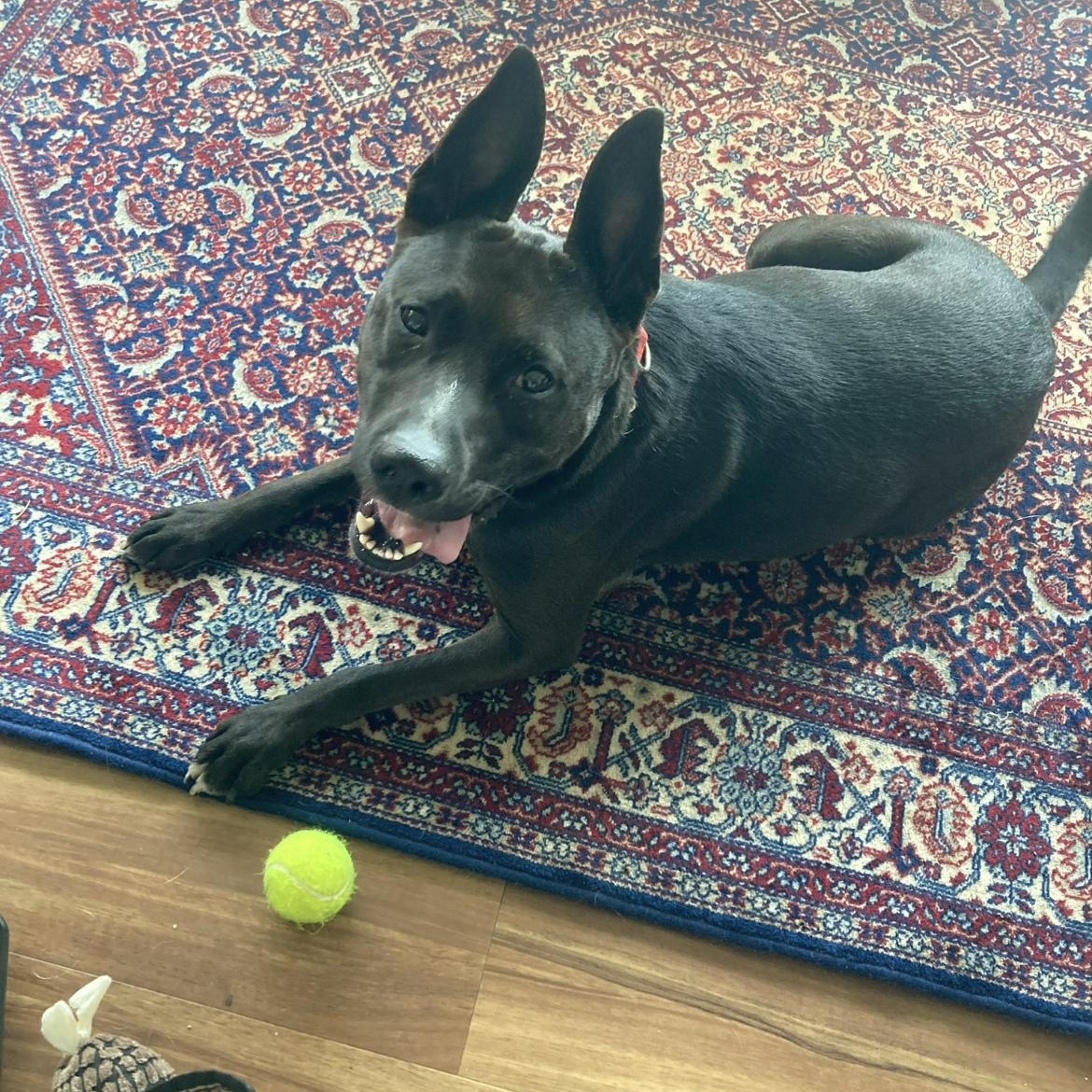 Enlarge Luffy, an adoptable mixed breed in Philadelphia, PA image 4/6