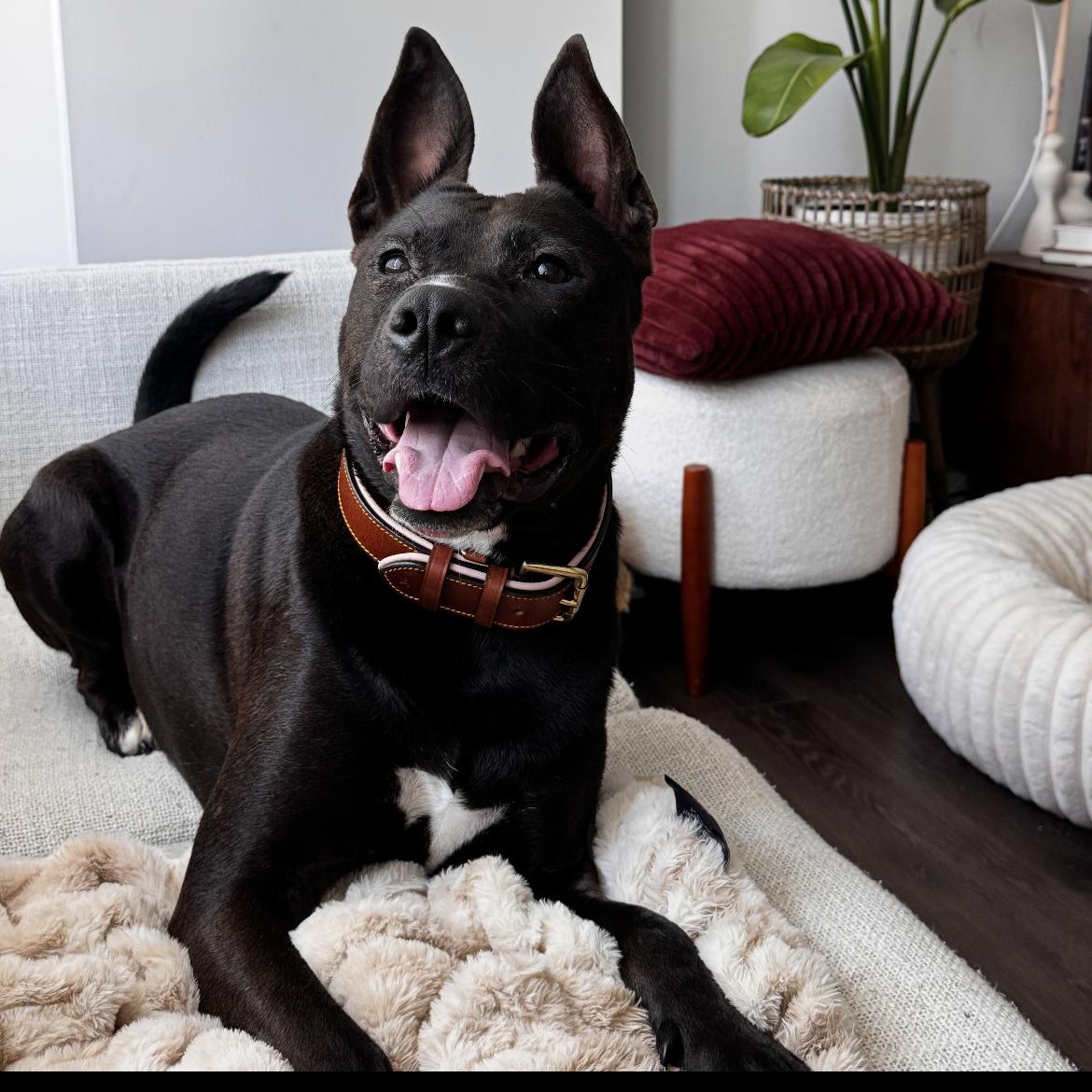 Enlarge Luffy, an adoptable mixed breed in Philadelphia, PA image 1/6