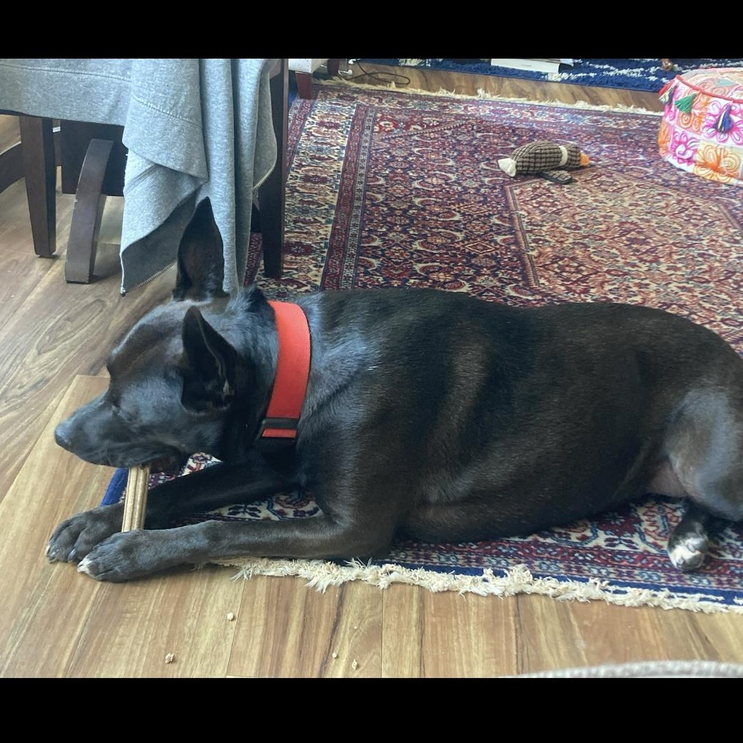 Enlarge Luffy, an adoptable mixed breed in Philadelphia, PA image 5/6