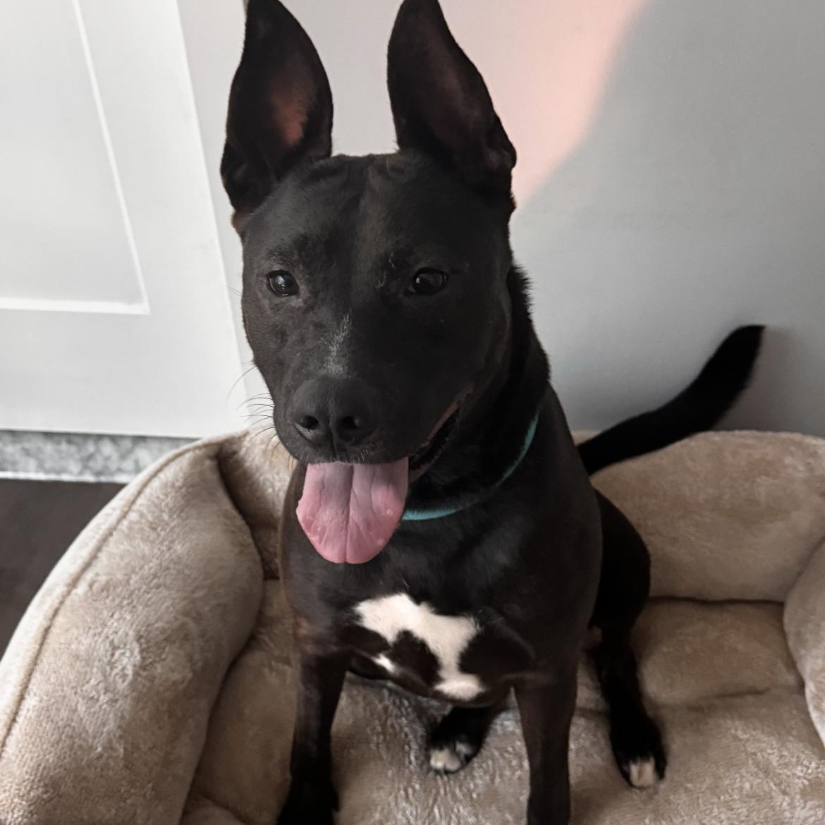 Enlarge Luffy, an adoptable mixed breed in Philadelphia, PA image 2/6