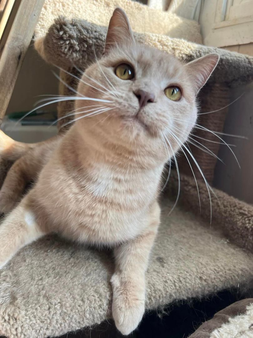 Mushu, Adoptable, Adult Male Domestic Short Hair.