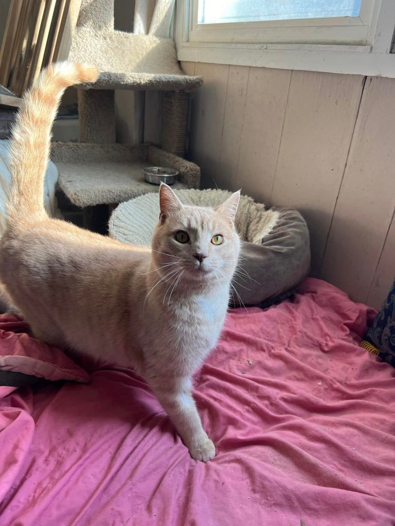 Mushu, Adoptable, Adult Male Domestic Short Hair.