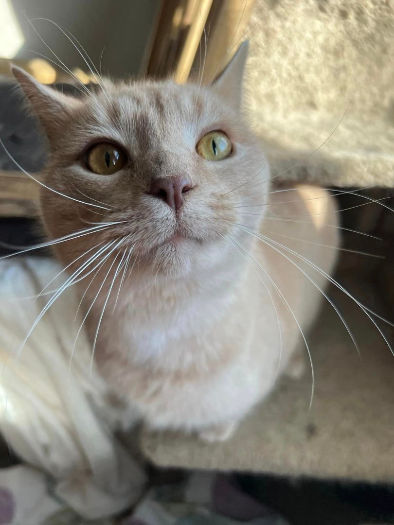 Enlarge Mushu, a Adoptable Domestic Short Hair in Cleveland, OH image 3/6