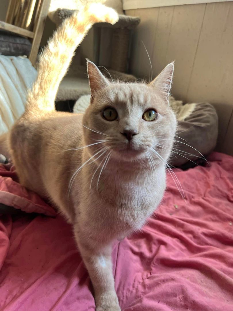 Enlarge Mushu, a Adoptable Domestic Short Hair in Cleveland, OH image 4/6