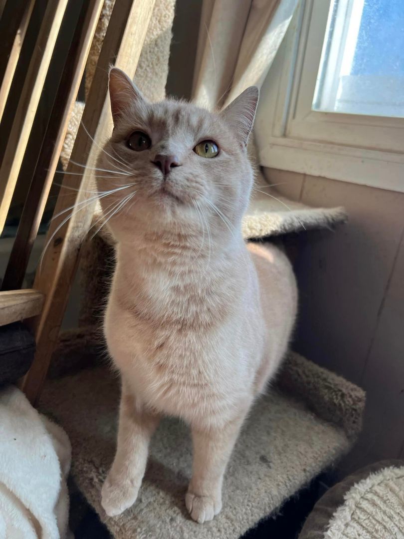 Enlarge Mushu, a Adoptable Domestic Short Hair in Cleveland, OH image 6/6