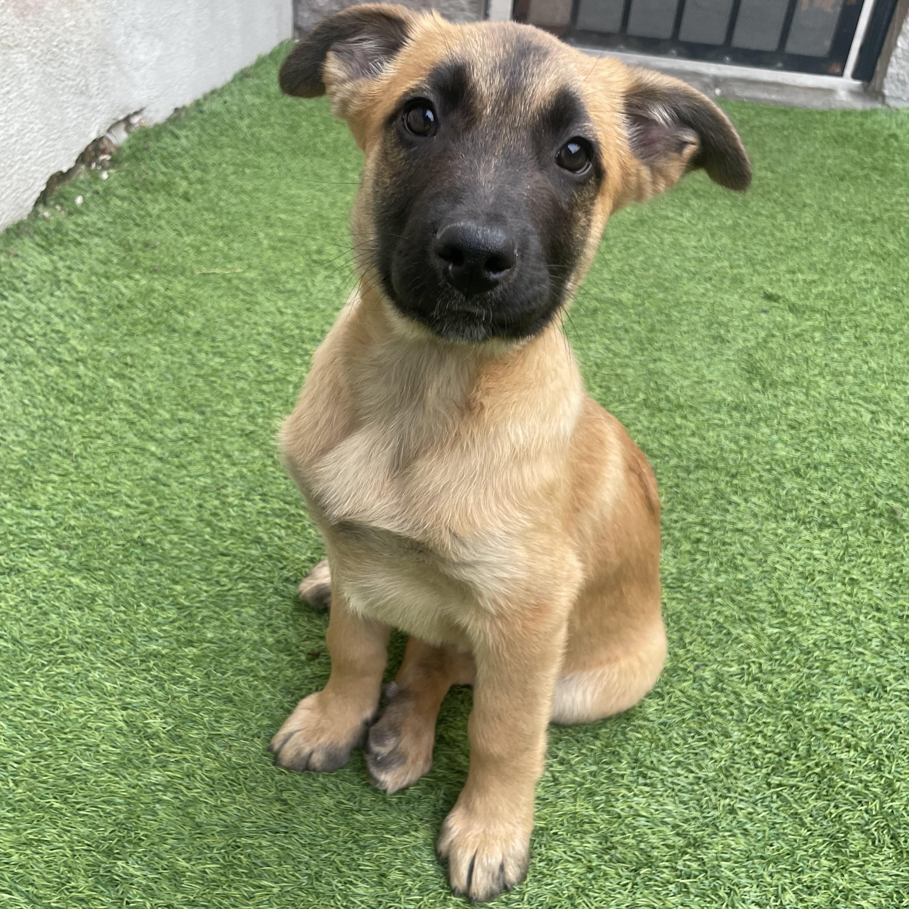 Enlarge Challenger, an adopted mixed breed in Henderson, NV image 1/1
