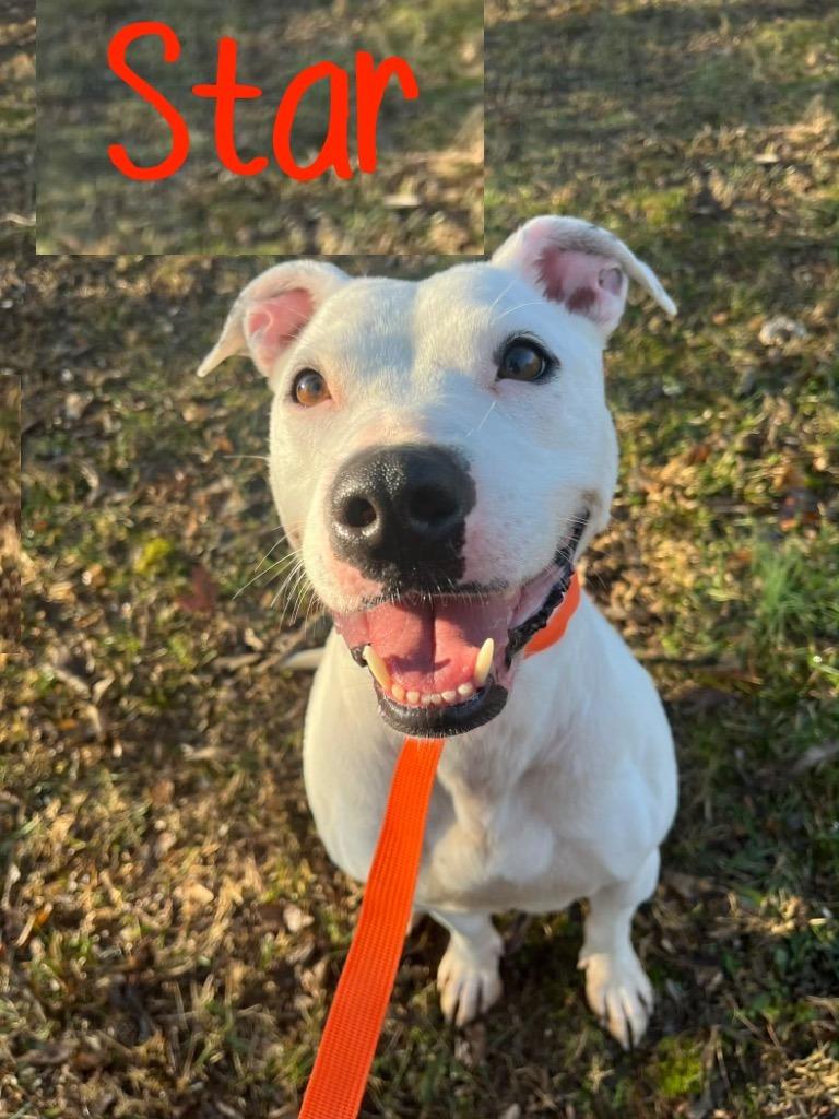 Star (Formerly SIN), Adoptable, Adult Female Mixed Breed.