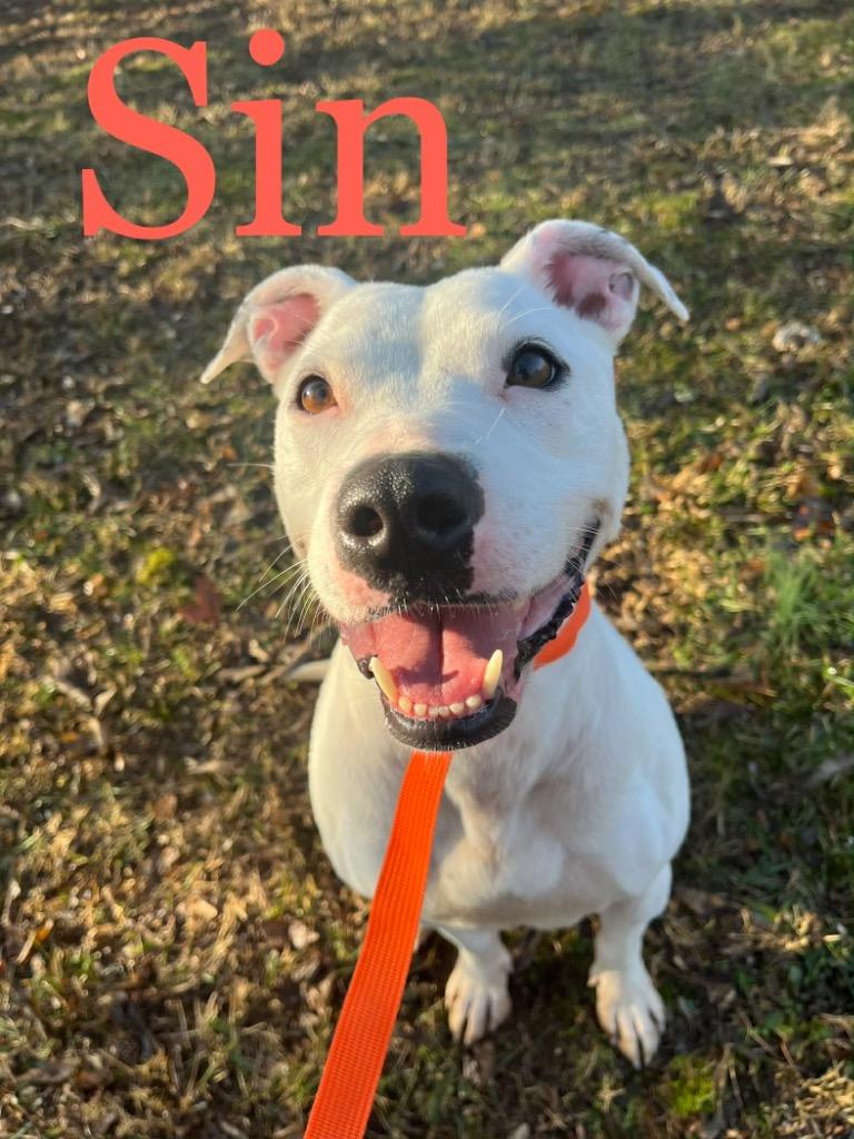 Enlarge SIN (renamed Star: please see explanation in Notes.), a Adoptable mixed breed in Princeton, IN image 2/2