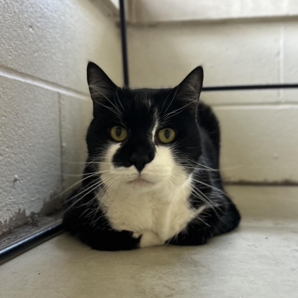 Enlarge Frosted Mini Wheats, a Adoptable Domestic Short Hair in Novelty, OH image 1/2