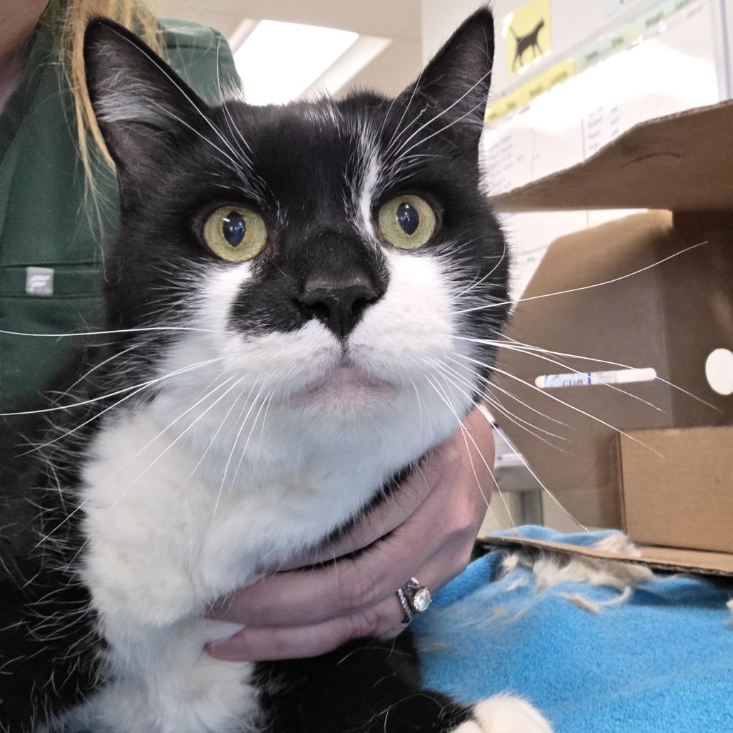 Enlarge Frosted Mini Wheats, a Adoptable Domestic Short Hair in Novelty, OH image 2/2