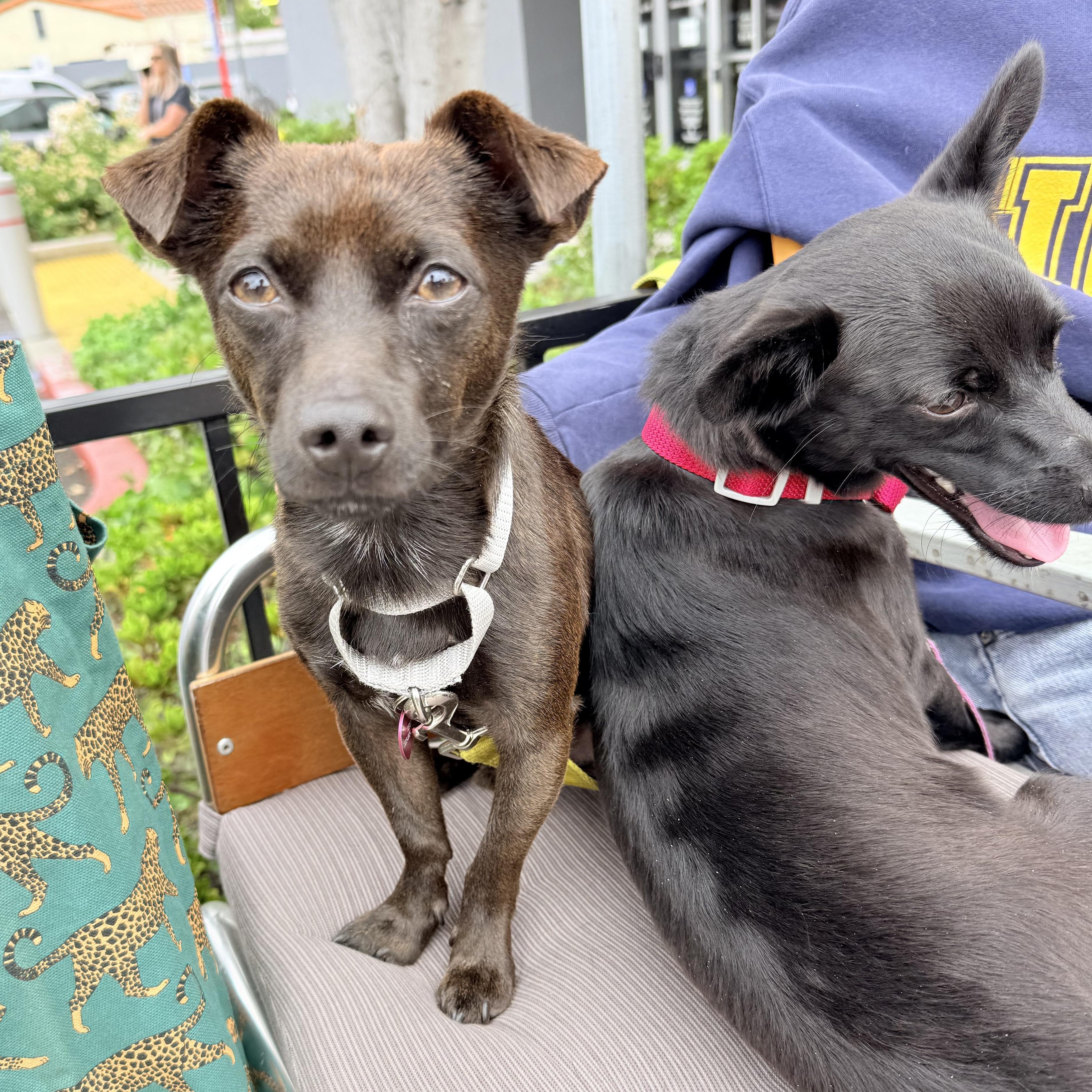 MAX, ADOPTABLE, Adult Male Border Terrier & Chihuahua.