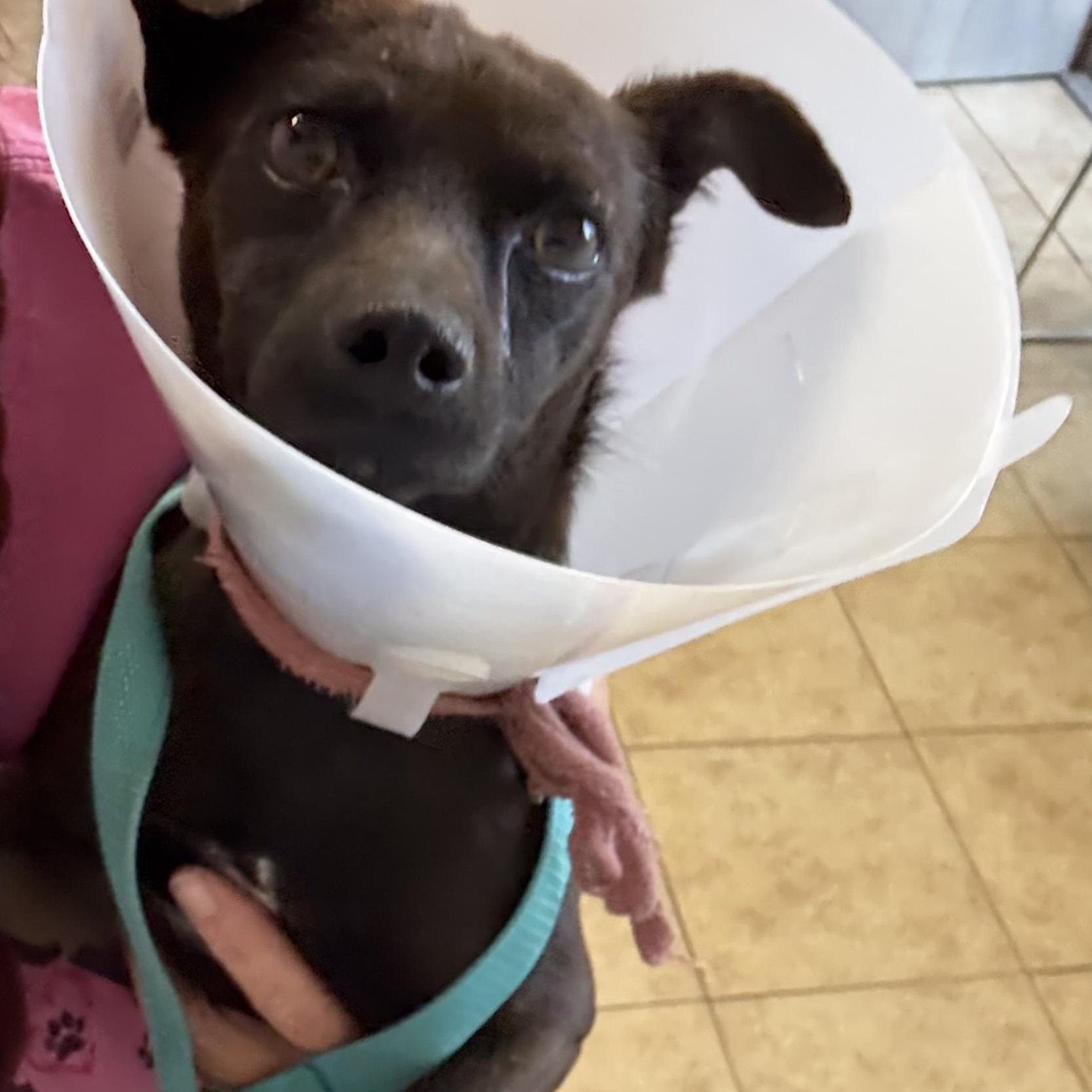 Enlarge MAX, a ADOPTABLE mixed breed in los angeles, CA image 3/3