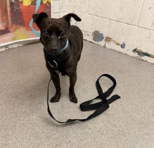 MAX, ADOPTABLE, Young Male Chihuahua & Border Terrier.