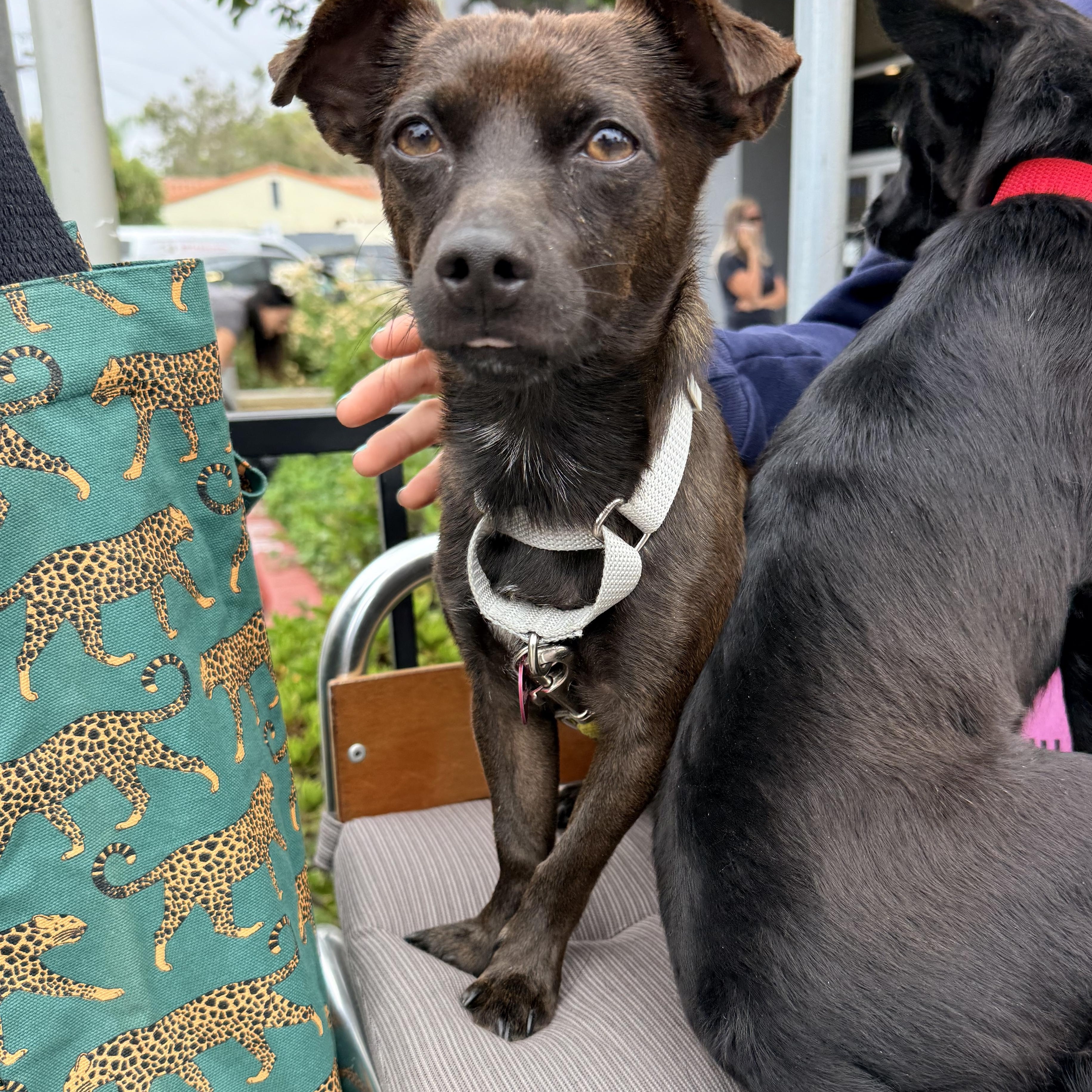 Enlarge MAX, a ADOPTABLE mixed breed in los angeles, CA image 2/6
