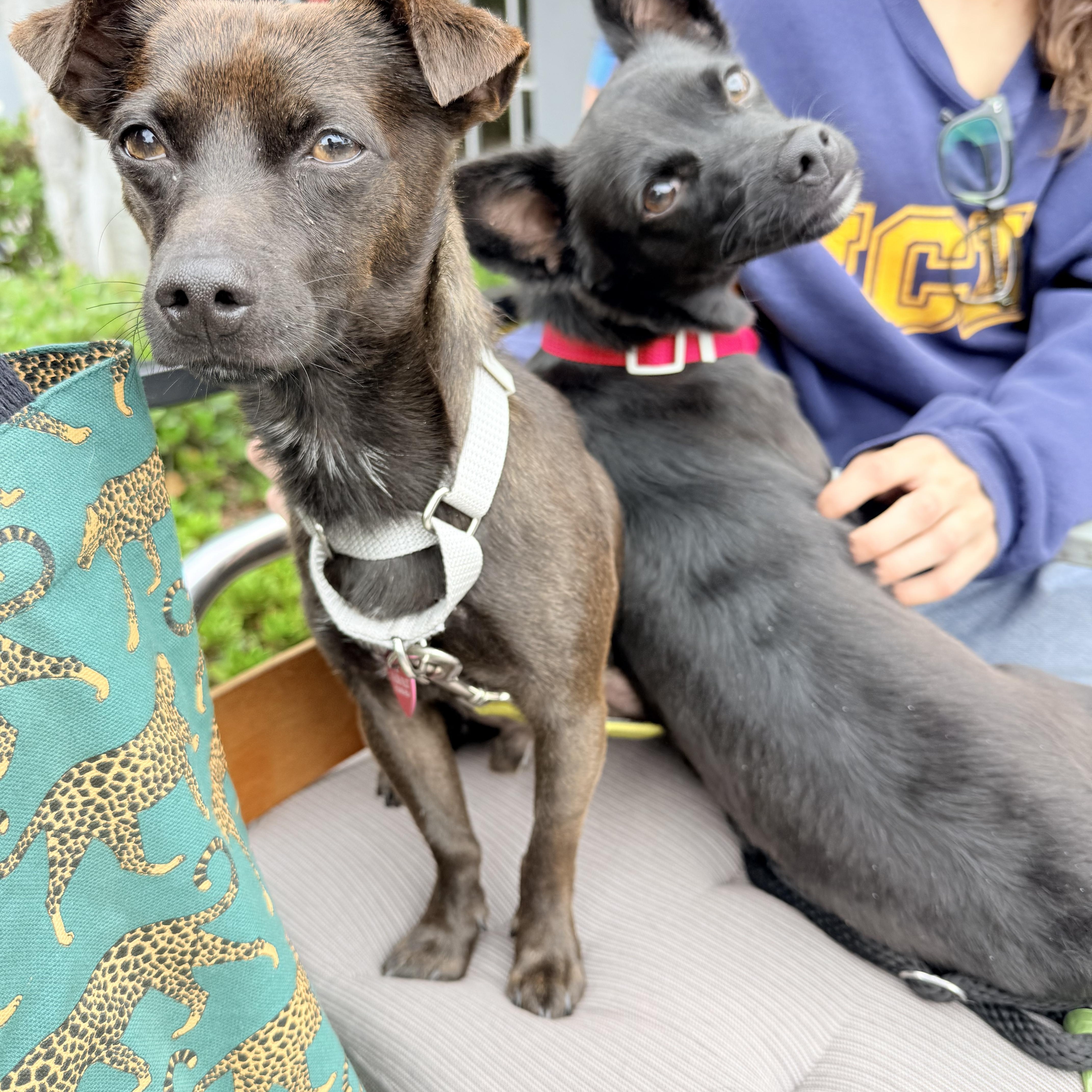 Enlarge MAX, a ADOPTABLE mixed breed in los angeles, CA image 3/6