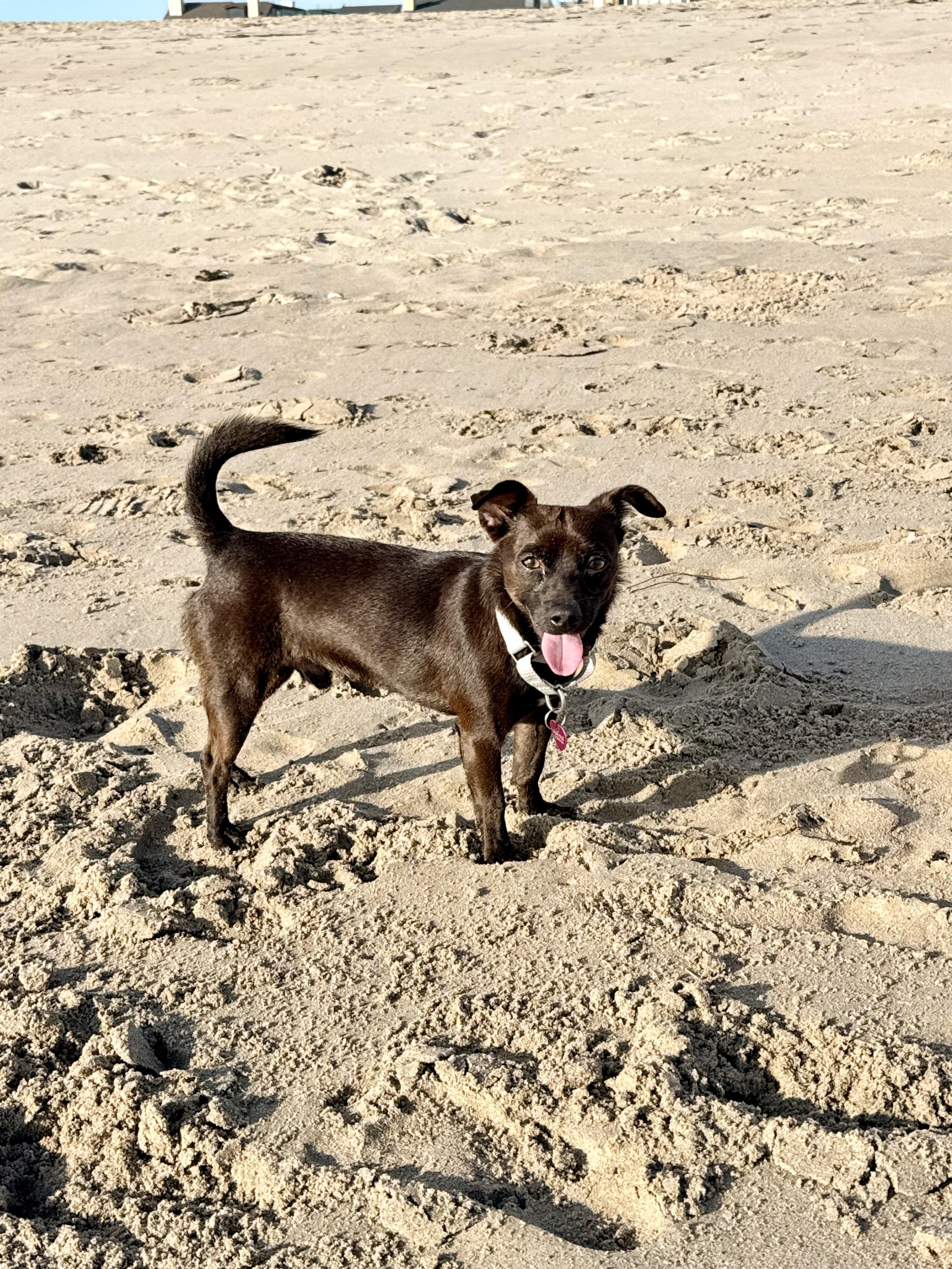 MAX, ADOPTABLE, Adult Male Border Terrier & Chihuahua.