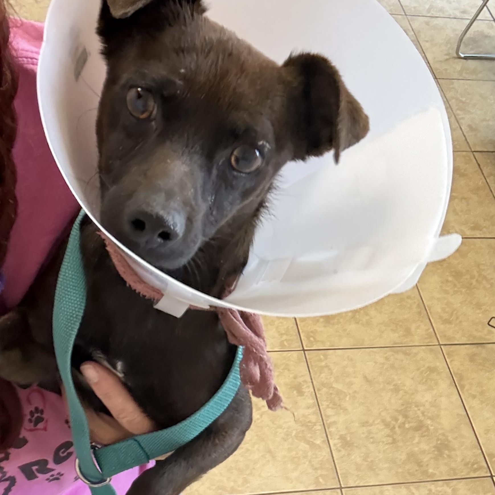Enlarge MAX, a ADOPTABLE mixed breed in los angeles, CA image 2/3