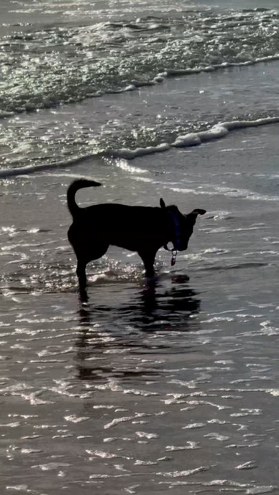 Enlarge MAX, a ADOPTABLE mixed breed in los angeles, CA video 6/6
