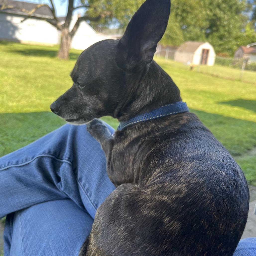 Roscoe, Adoptable, Senior Male Chihuahua.