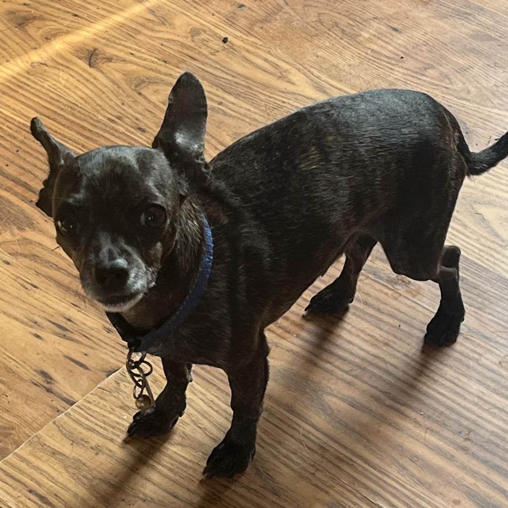 Enlarge Roscoe, a Adoptable Chihuahua in Farmersville, OH image 4/5