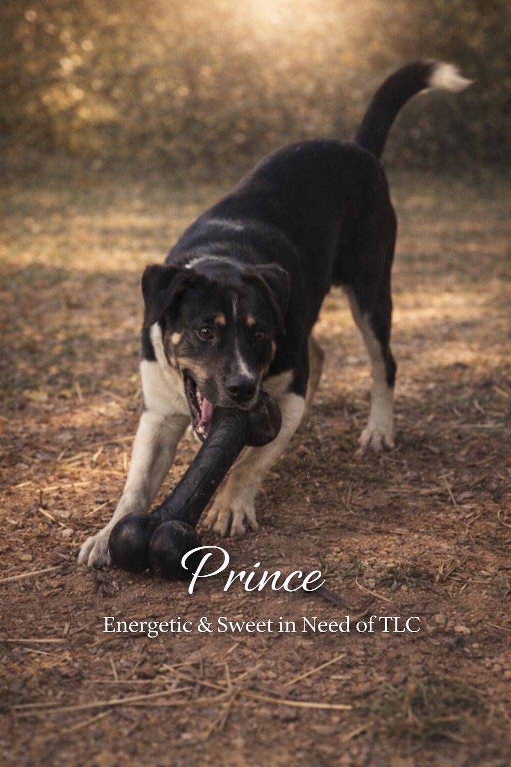 Enlarge Prince, an adoptable mixed breed in Livingston, TX image 2/2