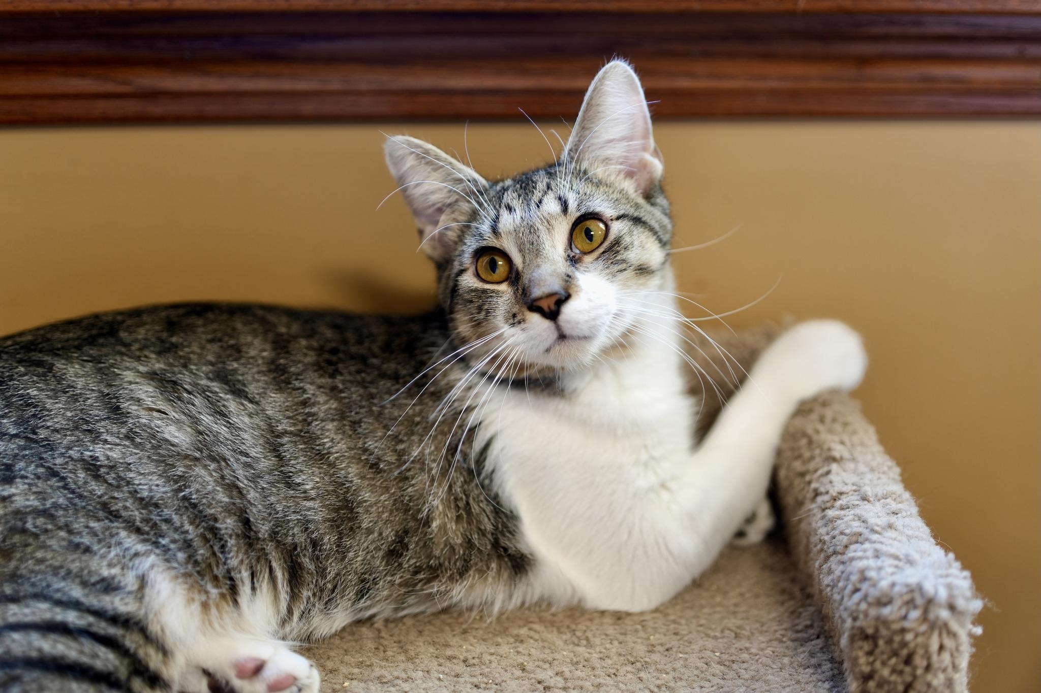 Brownie, Adoptable, Adult Male Domestic Short Hair.