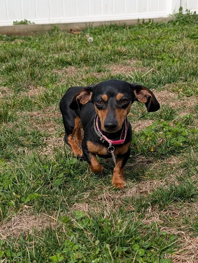 Enlarge Gemma in WI, a ADOPTABLE Dachshund in Milwaukee, WI image 5/6