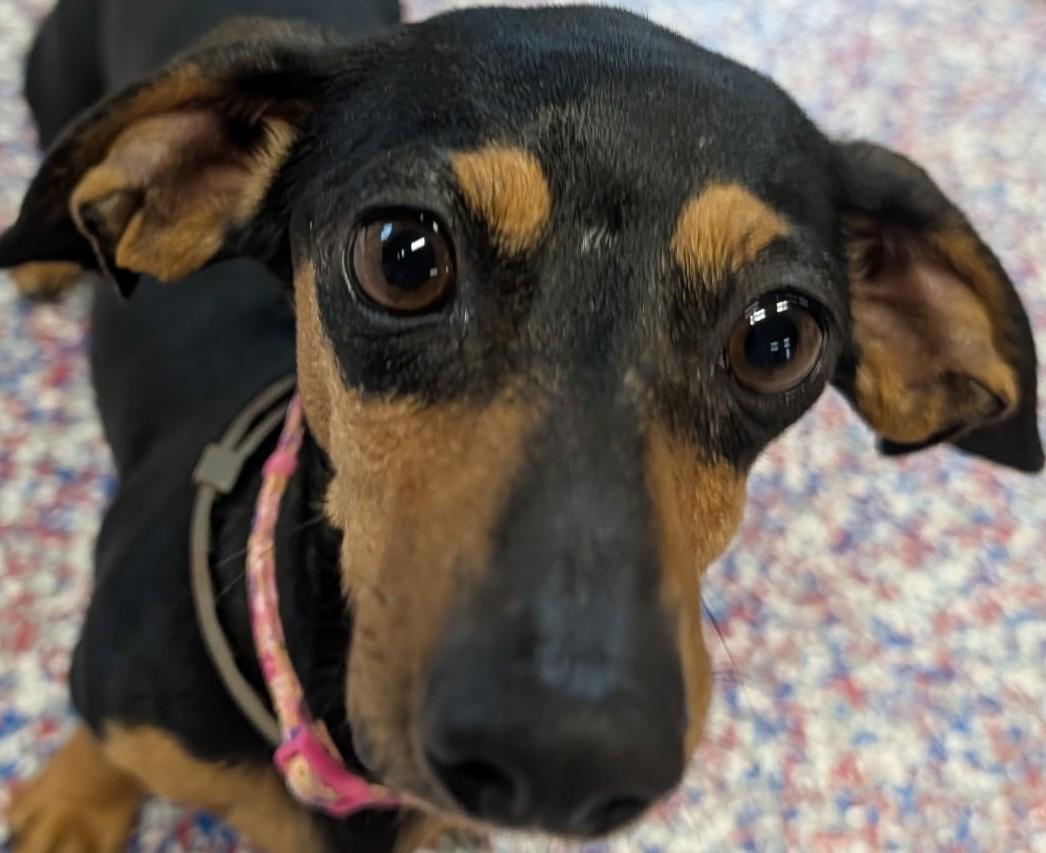 Enlarge Gemma in WI, a ADOPTABLE Dachshund in Milwaukee, WI image 1/6