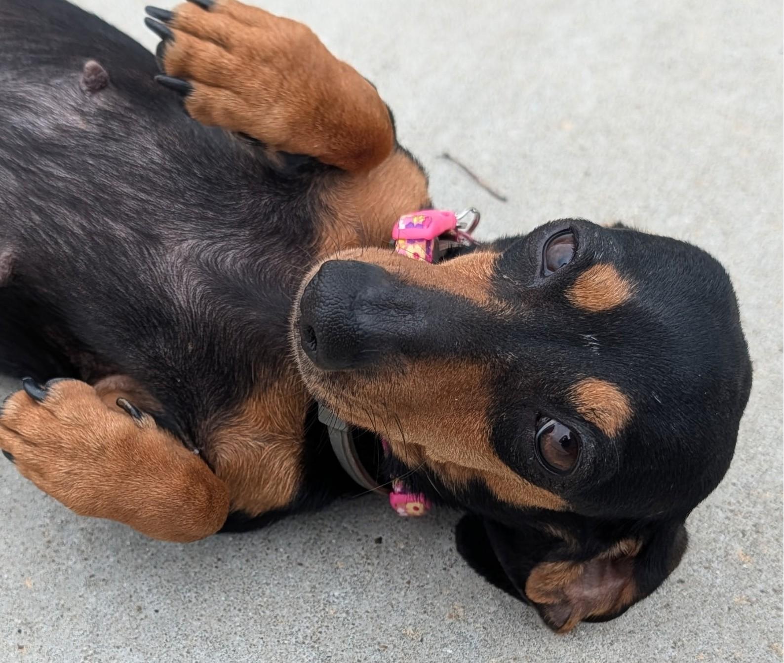 Enlarge Gemma in WI, a ADOPTABLE Dachshund in Milwaukee, WI image 3/6
