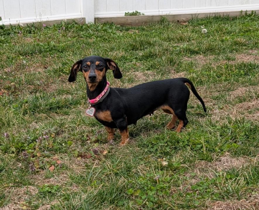 Enlarge Gemma in WI, a ADOPTABLE Dachshund in Milwaukee, WI image 4/6