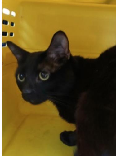 Ink Well, adopted, Adult Male Domestic Short Hair.